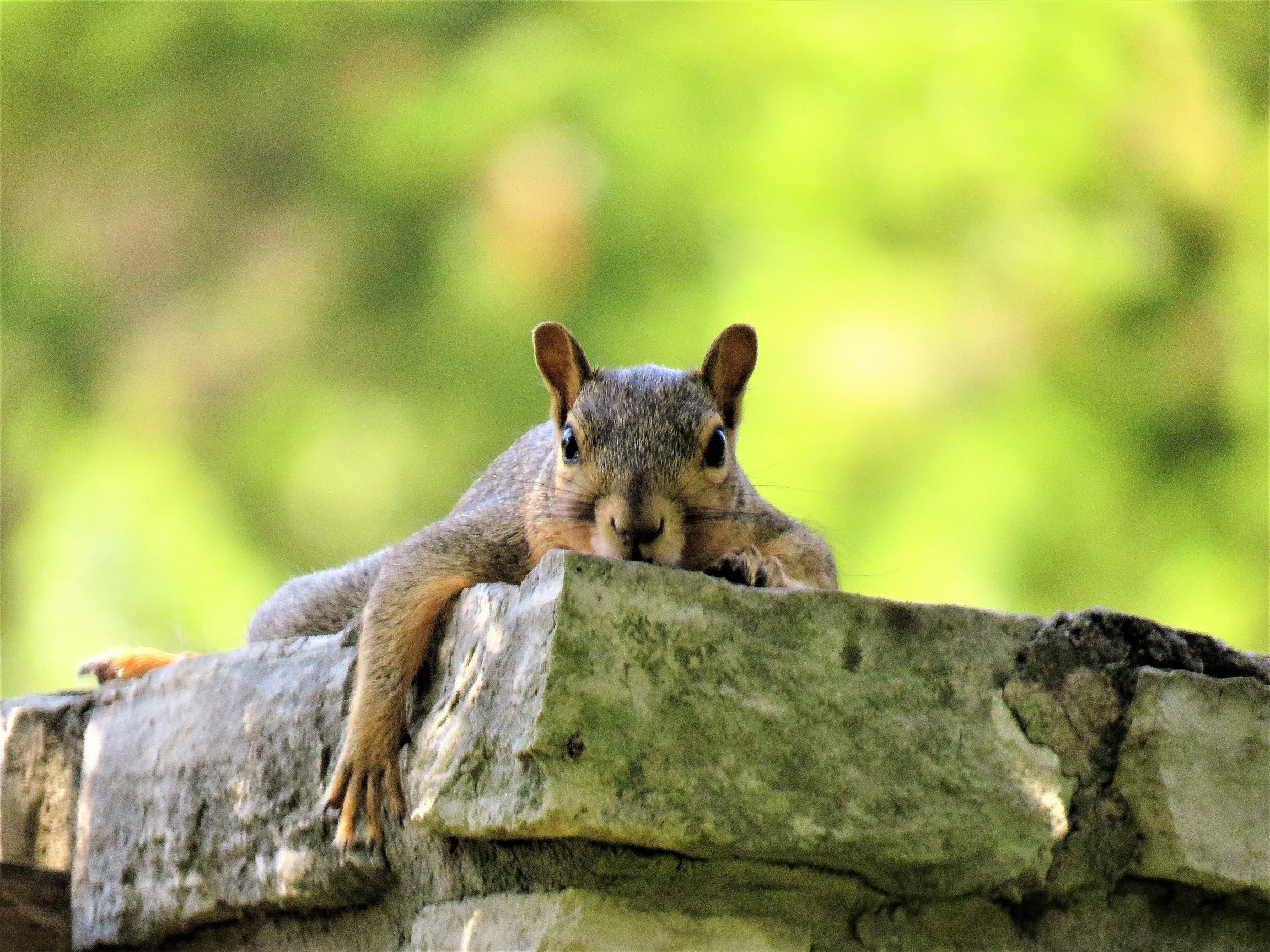 Wild Squirrel Outdoors