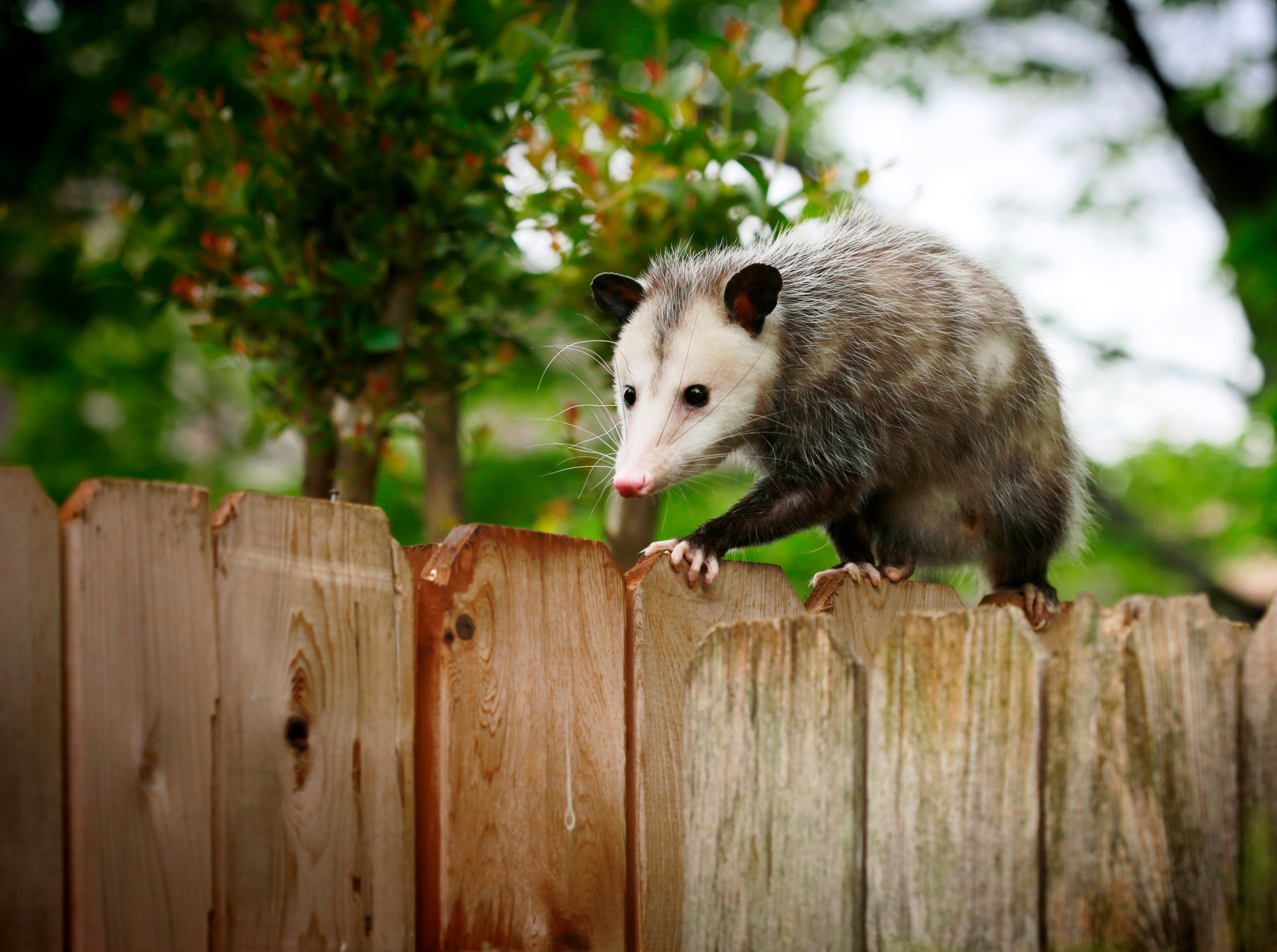 Opposum